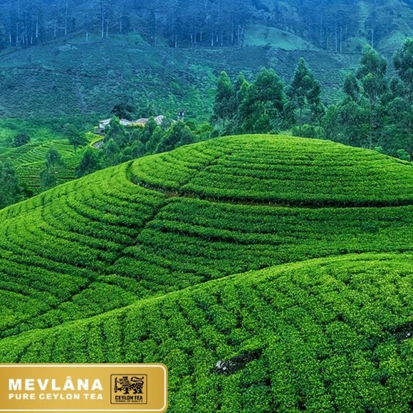 Mevlana Pure Ceylon Tea 1 Lbs - Picture 6 of 12